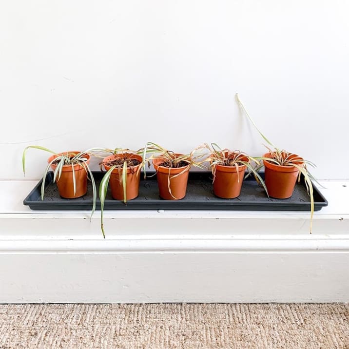 Five spider plants in terracotta pots with dry, wilted and dead leaves